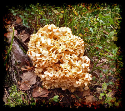 cauliflower mushroom