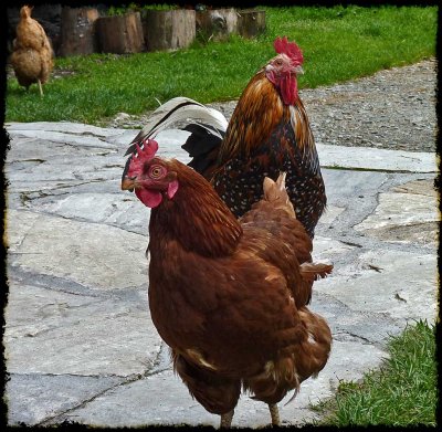 Astenalm,  mountain farm