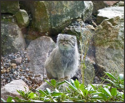 pallascat