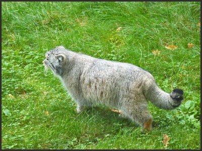 pallascat