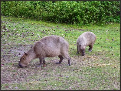 capybara