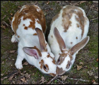Gotland rabbits