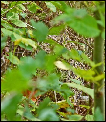 camouflage (partridge)