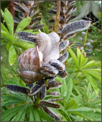 edible snail