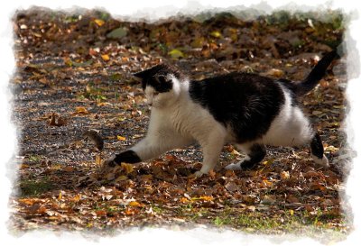 big hunter