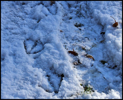 mallard tracks (and my)