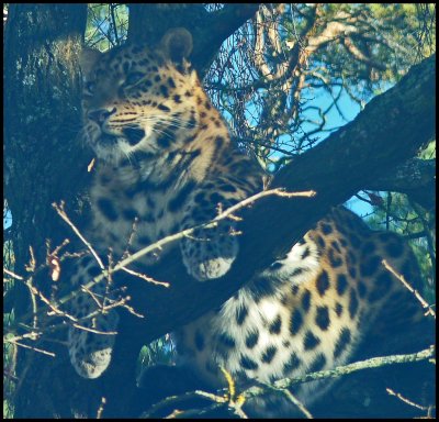 amurleopard