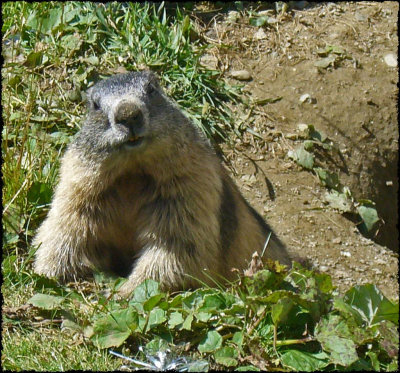 marmot Gross Glockner