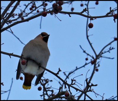 Red berries to waxwing