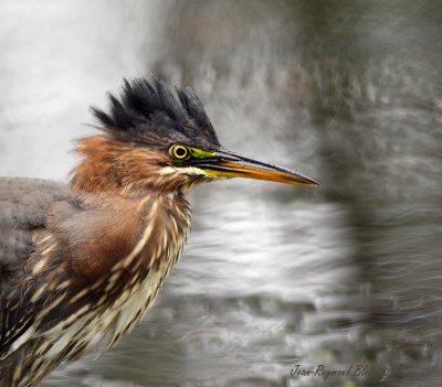 Hron Vert / Green Heron