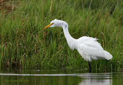 Grande Aigrette / Great Egret