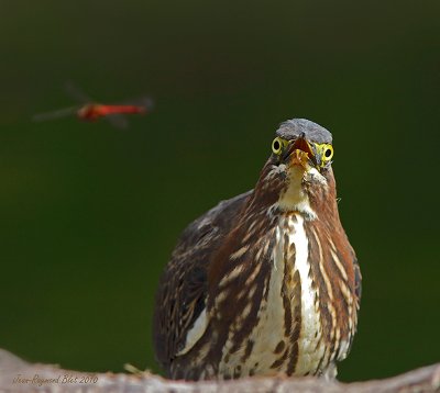 Hron Vert / Green Heron