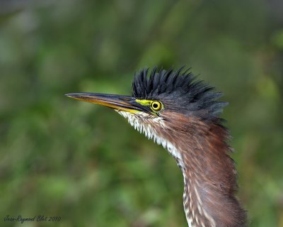 Hron Vert / Green Heron