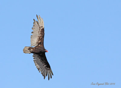 Urubu  tte rouge / Turkey Vulture