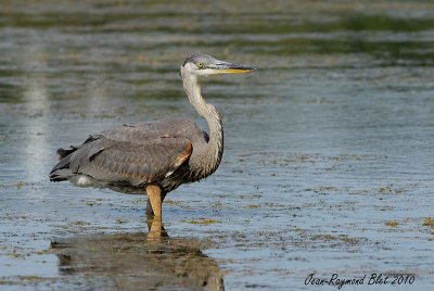 Grand Hron / Great Blue Heron