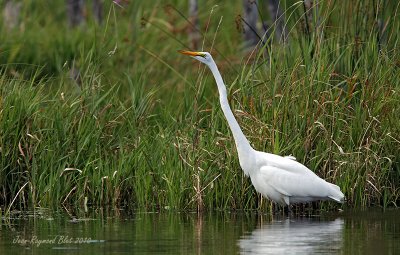 Grande Aigrette / Great Egret