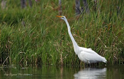 Grande Aigrette / Great Egret