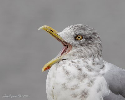 Goland Argent / Herring Gull