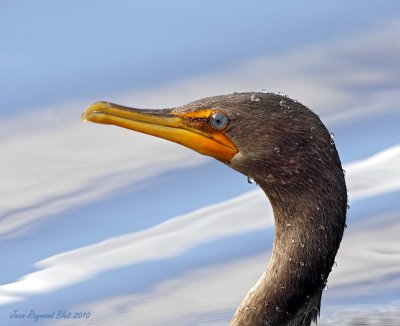 Cormoran  Aigrettes / Double-crested Cormorant