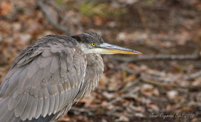 Grand Hron / Great Blue Heron