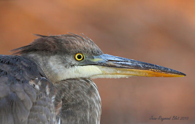 Grand Hron / Great Blue Heron