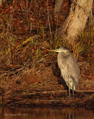 Grand Hron / Great Blue Heron