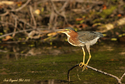 Hron vert / Green Heron