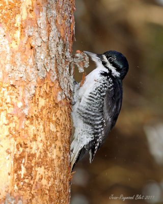 Pic  Dos Noir / Black-Backed Woodpecker