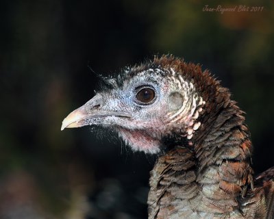 Galliformes