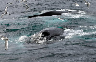 Whales at 75N