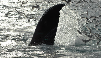 Whales at 75N