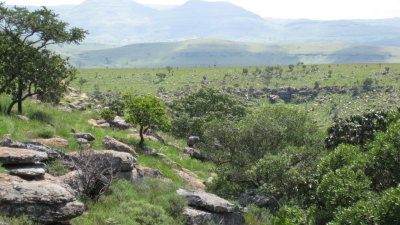 IMG_0135.jpg