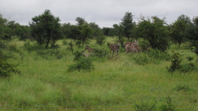 IMG_0231.jpg