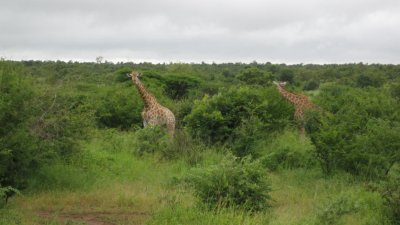 IMG_0245.jpg