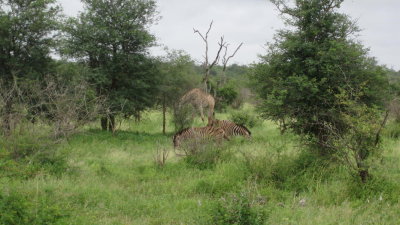 IMG_0251.jpg