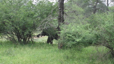 IMG_0253.jpg