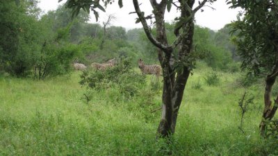 IMG_0256.jpg