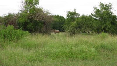 IMG_0315.jpg