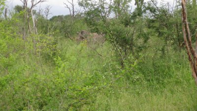 IMG_0323.jpg