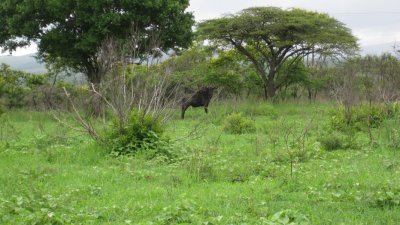 IMG_0373.jpg