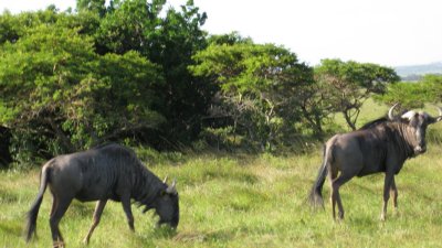 IMG_0599.jpg