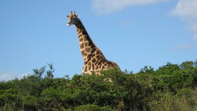 IMG_0602.jpg