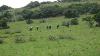 IMG_0621.jpg