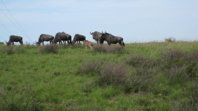 IMG_0623.jpg