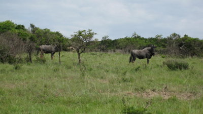 IMG_0626.jpg