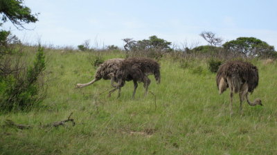 IMG_0629.jpg