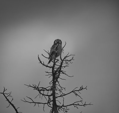 B W NH OwlP2171691 copy.jpg