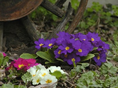 Picture by Diane Ashton-Rollins