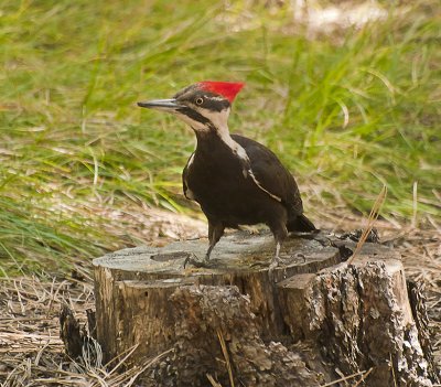 Aw P Woodpecker7077334 as Smart Object-1.jpg