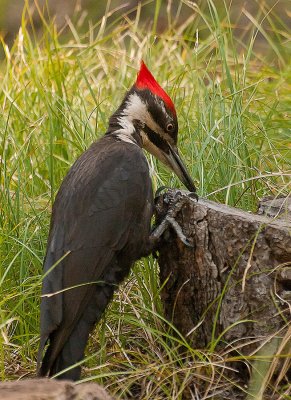 W p Woodpecker-7077326 as Smart Object-1.jpg